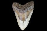 Huge, Fossil Megalodon Tooth - North Carolina #75515-1